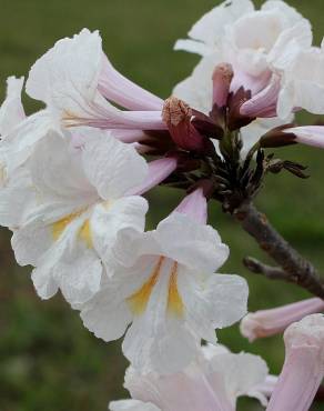 Fotografia 8 da espécie Tabebuia roseoalba no Jardim Botânico UTAD