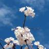 Fotografia 9 da espécie Tabebuia roseoalba do Jardim Botânico UTAD