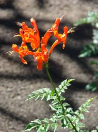 Fotografia da espécie Tecoma capensis