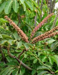 Schefflera actinophylla