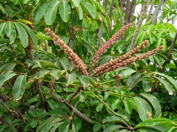 Fotografia da espécie Schefflera actinophylla