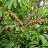 Fotografia 1 da espécie Schefflera actinophylla do Jardim Botânico UTAD