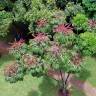 Fotografia 4 da espécie Schefflera actinophylla do Jardim Botânico UTAD