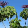 Fotografia 5 da espécie Schefflera actinophylla do Jardim Botânico UTAD