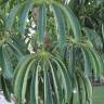 Fotografia 9 da espécie Schefflera actinophylla do Jardim Botânico UTAD