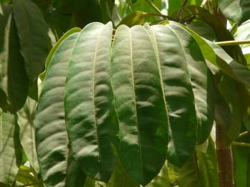Fotografia da espécie Schefflera actinophylla