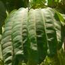 Fotografia 10 da espécie Schefflera actinophylla do Jardim Botânico UTAD