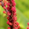 Fotografia 11 da espécie Schefflera actinophylla do Jardim Botânico UTAD