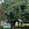 Fotografia 15 da espécie Schefflera actinophylla do Jardim Botânico UTAD