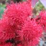 Fotografia 5 da espécie Ricinus communis do Jardim Botânico UTAD