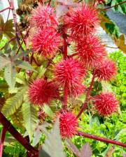 Fotografia da espécie Ricinus communis