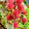 Fotografia 1 da espécie Ricinus communis do Jardim Botânico UTAD