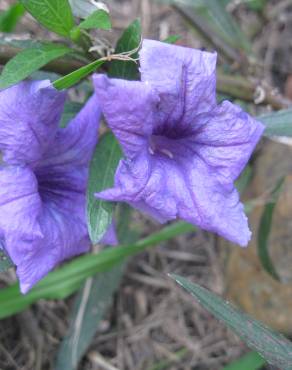 Fotografia 3 da espécie Ruellia tuberosa no Jardim Botânico UTAD