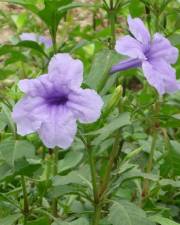 Fotografia da espécie Ruellia tuberosa