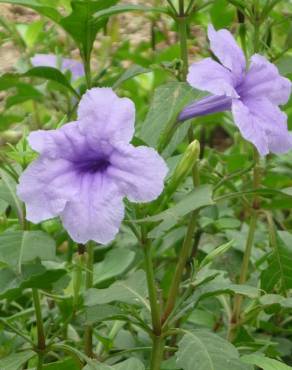 Fotografia 1 da espécie Ruellia tuberosa no Jardim Botânico UTAD