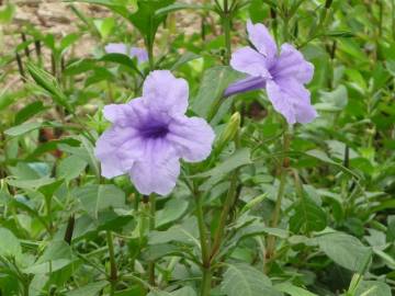 Fotografia da espécie Ruellia tuberosa