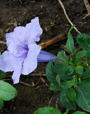 Fotografia 4 da espécie Ruellia tuberosa no Jardim Botânico UTAD