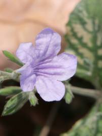 Fotografia da espécie Ruellia tuberosa