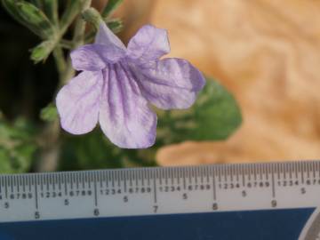 Fotografia da espécie Ruellia tuberosa