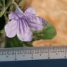 Fotografia 6 da espécie Ruellia tuberosa do Jardim Botânico UTAD