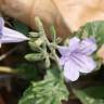 Fotografia 7 da espécie Ruellia tuberosa do Jardim Botânico UTAD