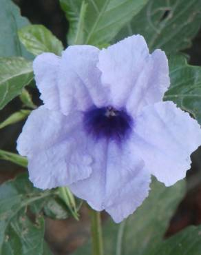 Fotografia 8 da espécie Ruellia tuberosa no Jardim Botânico UTAD