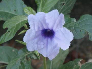 Fotografia da espécie Ruellia tuberosa