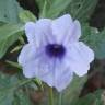 Fotografia 8 da espécie Ruellia tuberosa do Jardim Botânico UTAD