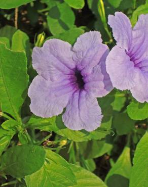 Fotografia 10 da espécie Ruellia tuberosa no Jardim Botânico UTAD