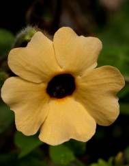 Thunbergia alata