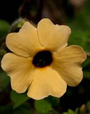 Fotografia 1 da espécie Thunbergia alata no Jardim Botânico UTAD