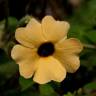 Fotografia 1 da espécie Thunbergia alata do Jardim Botânico UTAD