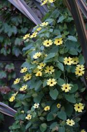 Fotografia da espécie Thunbergia alata