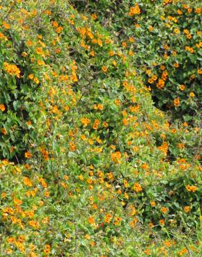 Fotografia 4 da espécie Thunbergia alata no Jardim Botânico UTAD