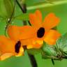 Fotografia 7 da espécie Thunbergia alata do Jardim Botânico UTAD