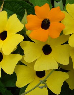 Fotografia 9 da espécie Thunbergia alata no Jardim Botânico UTAD