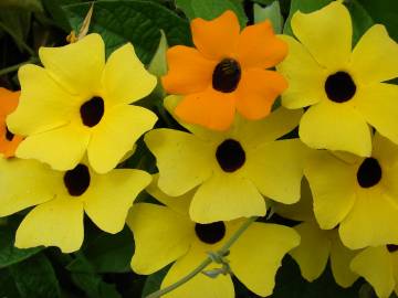 Fotografia da espécie Thunbergia alata