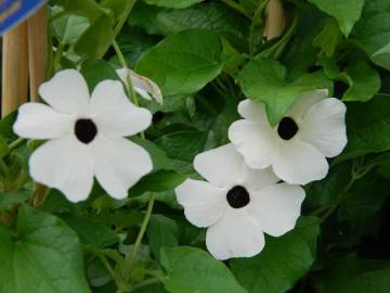 Fotografia da espécie Thunbergia alata