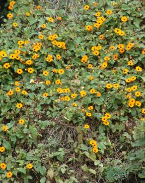 Fotografia 12 da espécie Thunbergia alata no Jardim Botânico UTAD