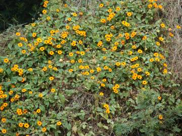 Fotografia da espécie Thunbergia alata