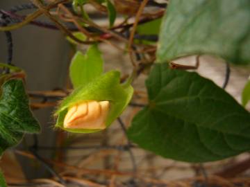 Fotografia da espécie Thunbergia alata