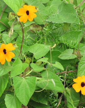 Fotografia 16 da espécie Thunbergia alata no Jardim Botânico UTAD