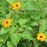 Fotografia 16 da espécie Thunbergia alata do Jardim Botânico UTAD