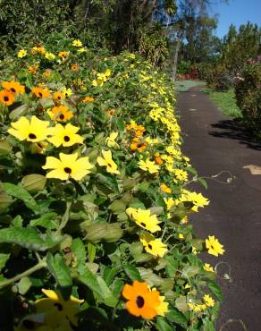 Fotografia 18 da espécie Thunbergia alata no Jardim Botânico UTAD