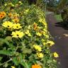 Fotografia 18 da espécie Thunbergia alata do Jardim Botânico UTAD