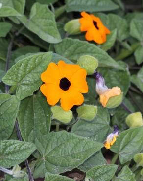 Fotografia 19 da espécie Thunbergia alata no Jardim Botânico UTAD