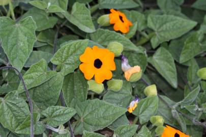 Fotografia da espécie Thunbergia alata