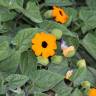 Fotografia 19 da espécie Thunbergia alata do Jardim Botânico UTAD