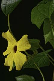 Fotografia da espécie Thunbergia alata