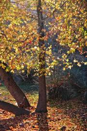 Fotografia da espécie Liquidambar orientalis